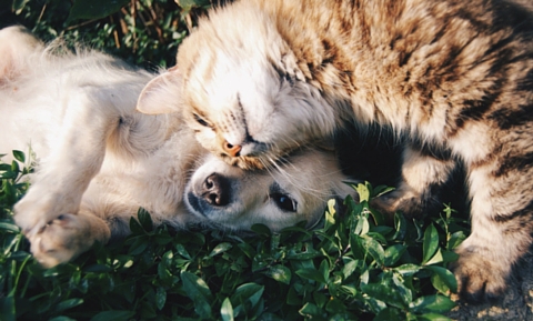 image for Emergency Preparedness for Your Pets 